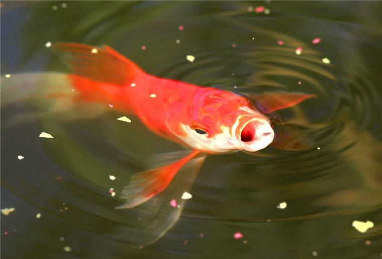 Nach Flutkatastrophe: Feuerwehrmann rettet Goldfisch und wird Facebook-Held In Frankreich hat ein Feuerwehrmann einen Goldfisch aus einem Schlammloch gerettet.