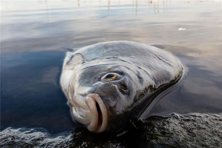 Land Hadeln: Erste Hinweise zur Ursache des Fischsterbens In Hadeln hat es ein Fischsterben gegeben.