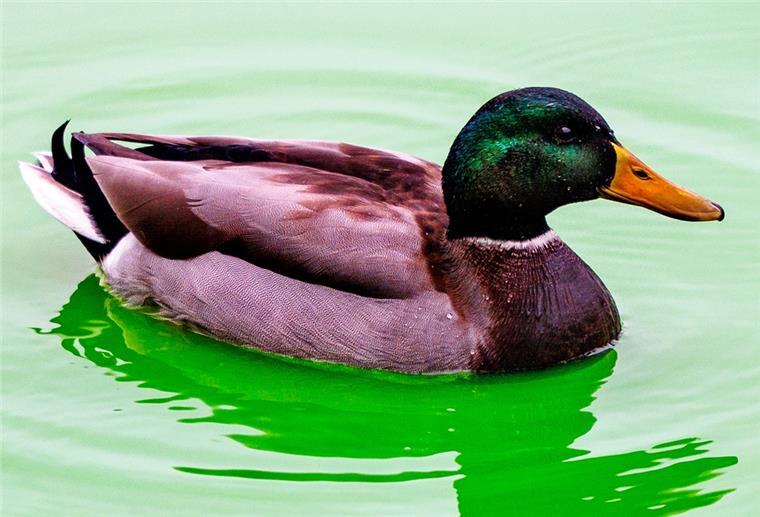 Tödliche Tierquälerei: Unbekannter überfährt absichtlich Enten Stockente schwimmt auf einem Gewässer.