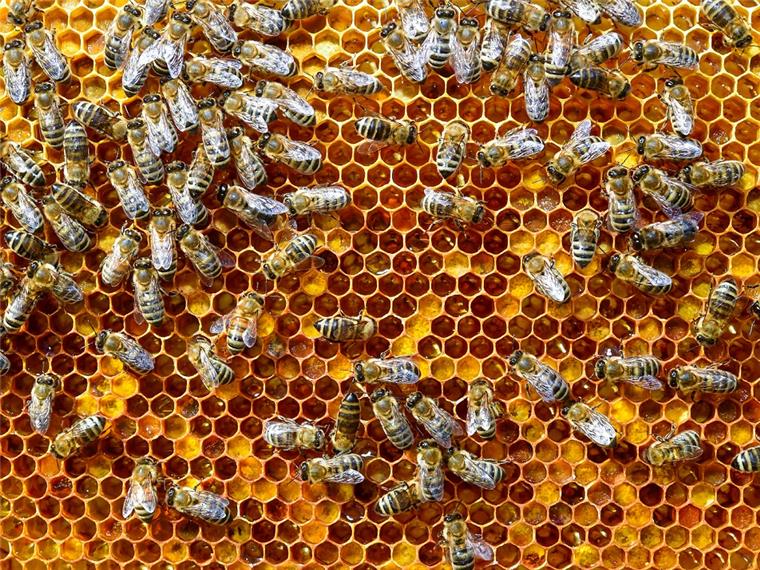Hatzte: Unbekannte stehlen vier Bienenvölker In Hatzte wurden vier Bienenvölker von Unbekannten gestohlen.