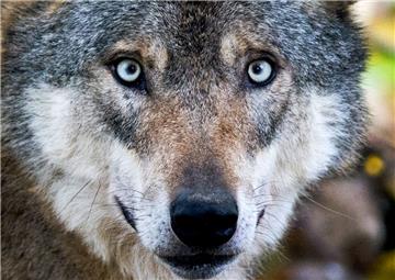 In Hemmoor ist eine Kindergartengruppe bei einer Exkursion auf einen Wolf getroffen.