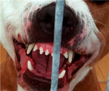 In Hessen hat ein Kampfhund einem kleinen Jungen in den Kopf gebissen.