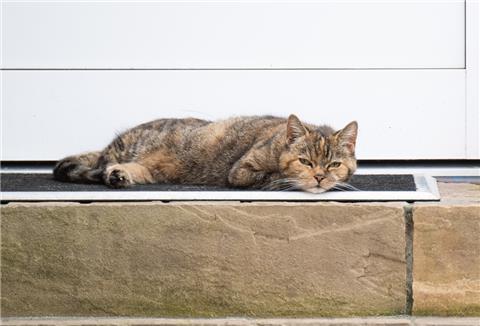 In Imsum sind in fünf Wochen fünf Katzen verschwunden. Bei der abgebildeten Katze handelt es sich um ein Symbolbild.
