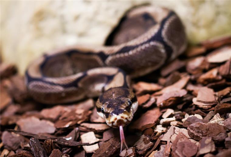 Fünf-Meter-Python attackiert Mann – Sohn berichtet von Horror-Moment Eine Königspython züngelt. In Indonesien hat ein Imam mit einer Machete eine fünf Meter lange Python erschlagen – nur Sekunden nach einem Angriff auf ihn.