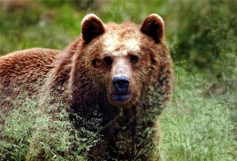 Bärenalarm in Wohngebiet! Honigdiebstahl in Kärnten Ein großer Braunbär, hinter ein paar Gräsern, schaut direkt in die Kamera.