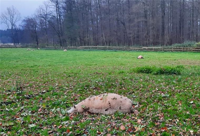 In Kirchwistedt hat ein Wolf alle sieben Schafe getötet, die auf dieser Weide waren.
