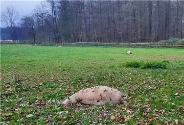 In Kirchwistedt hat ein Wolf alle sieben Schafe getötet, die auf dieser Weide waren.