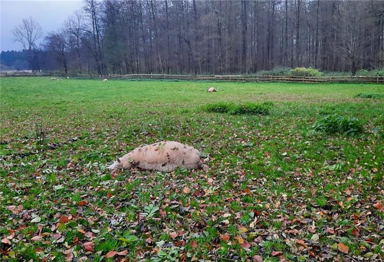 Nach Wolfsrissen in Kirchwistedt: Schafhalter bittet zum Gespräch In Kirchwistedt hat ein Wolf am Wochenende alle sieben Schafe getötet, die auf dieser Weide waren. Der Schafhalter hat auch die Politik eingeschaltet.