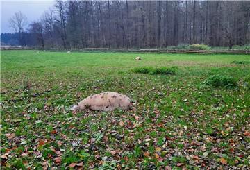 In Kirchwistedt hat ein Wolf am Wochenende alle sieben Schafe getötet, die auf dieser Weide waren. Der Schafhalter hat auch die Politik eingeschaltet.