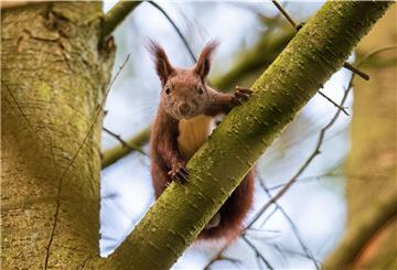 Ein Eichhörnchen sitzt auf einem Baum