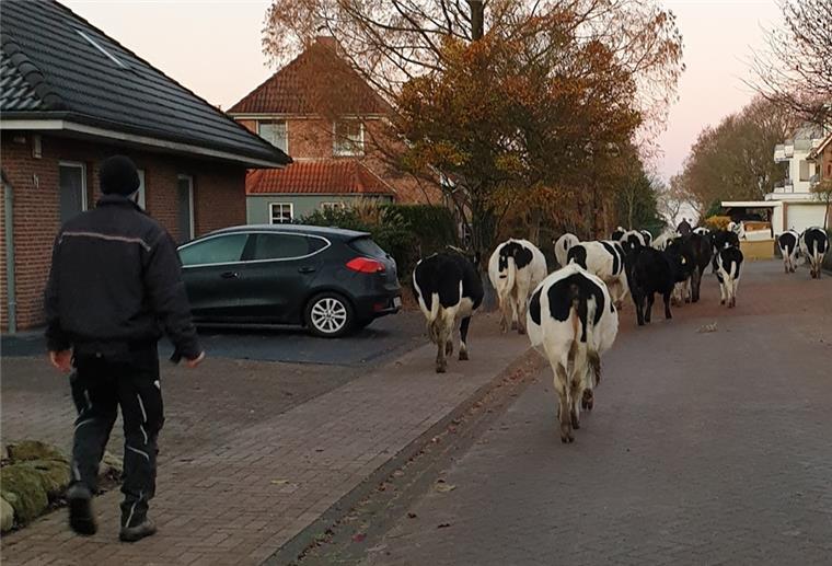 Rinder auf einer Wohnstraße in Loxstedt.