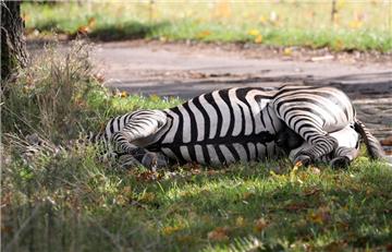 In Mecklenburg-Vorpommern ist ein ausgerissenes Zirkus-Zebra erschossen worden. 