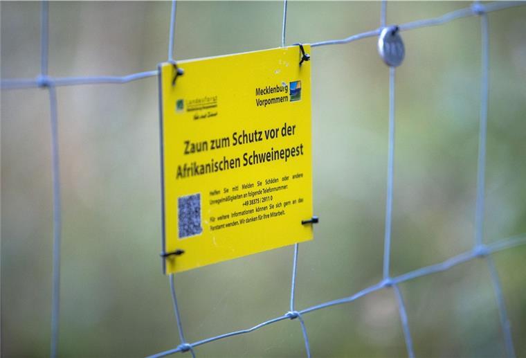 Niedersachsen: Warnung vor der Afrikanischen Schweinepest In Mecklenburg-Vorpommern wird im Radius von drei Kilometern ein Schutzzaun errichtet, um eine Verbreitung zu verhindern.