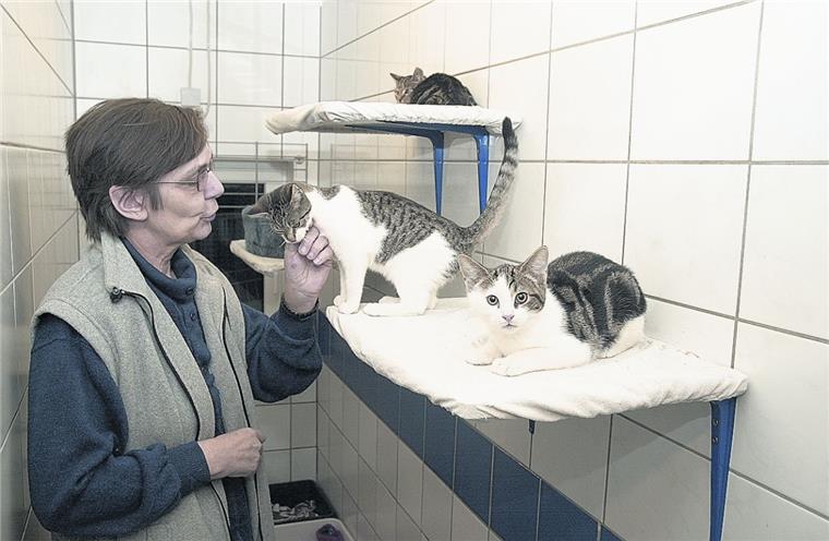 Kein Geld für neues Tierheim in Rotenburg In Mulmshorn kümmert sich der Tierschutzverein Rotenburg auch um Katzen wie diese. Gerne würde der Verein in ein neues Domizil umziehen, doch dafür reicht das Geld hinten und vorne nicht.