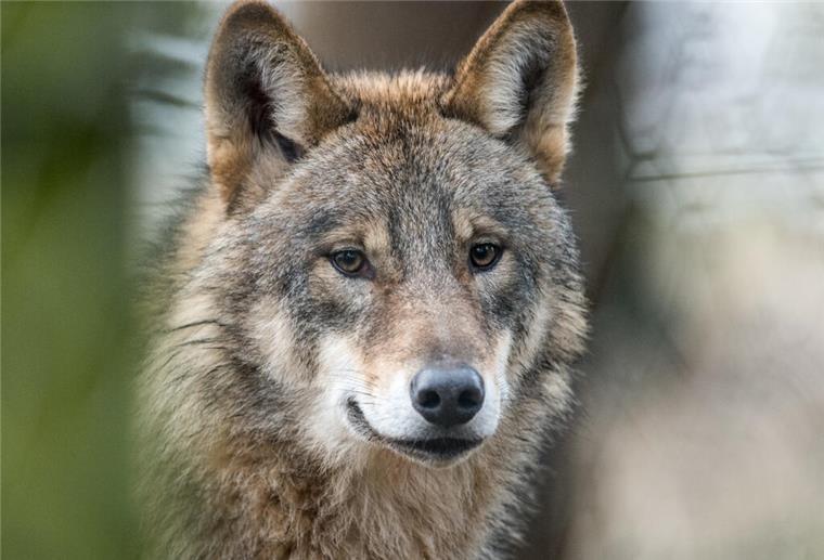 Zweiter Angriff in zwei Wochen: Wolf reißt drei Schafe im Landkreis Cuxhaven Zweiter Angriff in zwei Wochen: Wolf reißt drei Schafe im Landkreis Cuxhaven