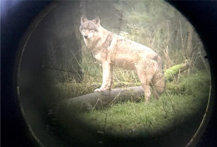 In Niedersachsen dürfen vorerst keine Wölfe abgeschossen werden.