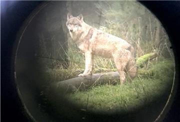 In Niedersachsen dürfen vorerst keine Wölfe abgeschossen werden.