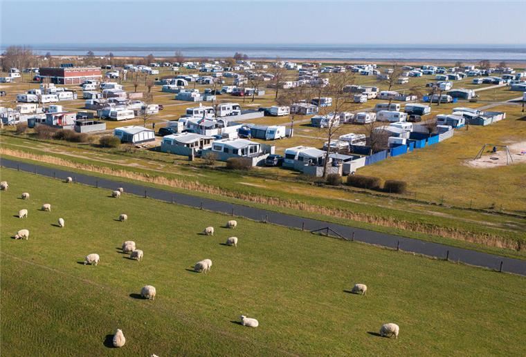 Schafe sind bei schönem Wetter und Sonnenschein auf einer Wiese vor dem Campingplatz von Hooksiel an der Nordseeküste.