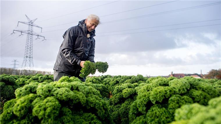 In Niedersachsen hat die Grünkohlernte begonnen.