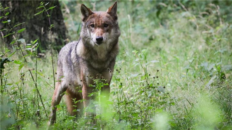 Schäfer kündigen Mahnwachen gegen Wolfspolitik an In Niedersachsen leben einige Rudel Wölfe - viele Schäfer leben in Angst vor Rissen. (Symbolbild)