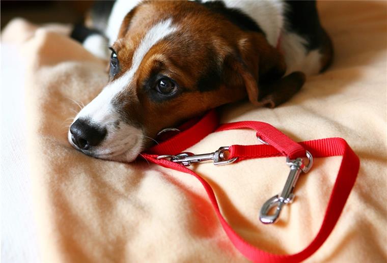 Wilstedter Jäger fordert Leinenpflicht für Hunde In Niedersachsen müssen Hunde im Außenbereich von April bis Mitte Juli an der Leine geführt werden. Das reicht nicht, sagt Jörg Lemmermann aus Wilstedt. Wildtiere brauchen das ganze Jahr über Schutz.