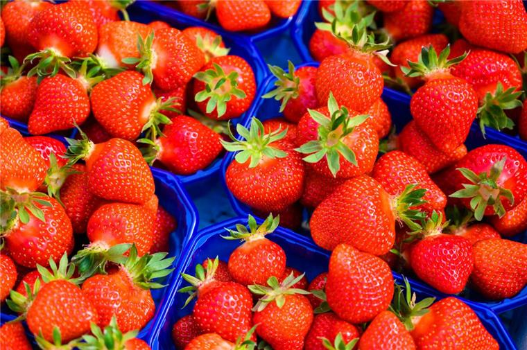 In Niedersachsen werden die ersten Erdbeeren geerntet. 