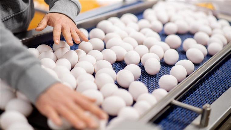 Rund 40 Prozent der deutschen Eier stammen aus Niedersachsen In Niedersachsen wurden 2024 mehr als 5 Milliarden Eier produziert. (Archivbild)