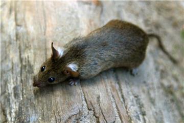 In Nordenham werden immer mehr Ratten beobachtet.