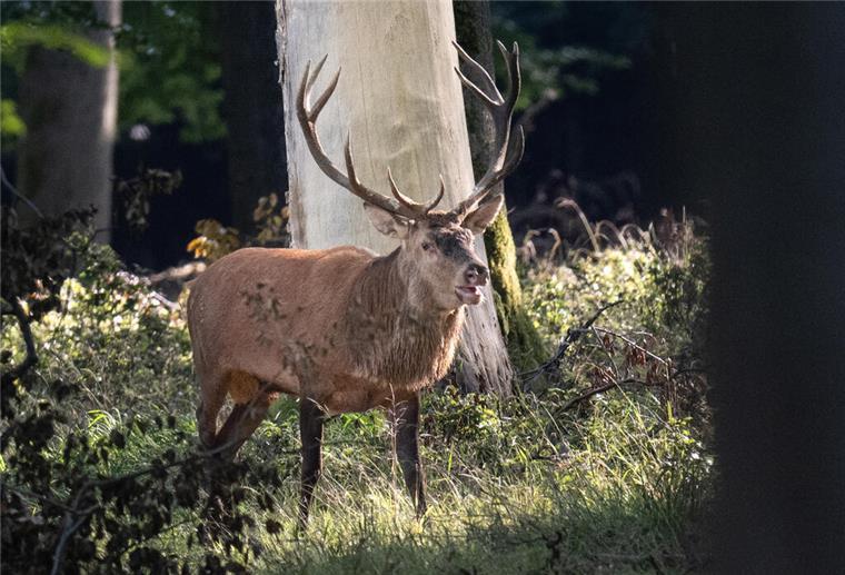Gesucht: Bester Hirschrufer in Norddeutschland Hirsch im Wald