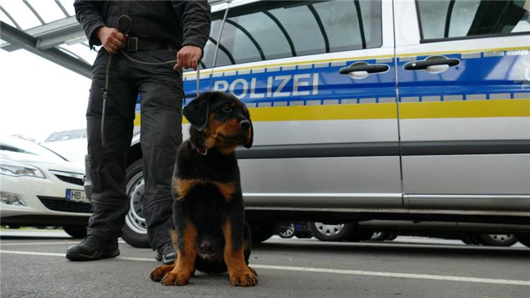 In rund einem Jahr beginnt für "Balou" die Ausbildung zum Polizeihund.
