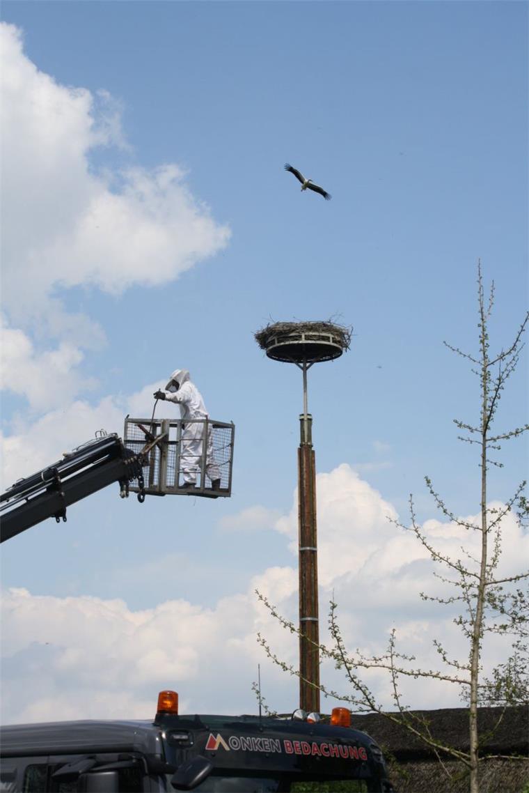 Storchenfamilie in Ueterlande vor Bienen gerettet In schwindelerregender Höhe sucht Andreas Onken im Storchennest in Ueterlande nach einem Bienen-Nest. Er kann allerdings keines finden.