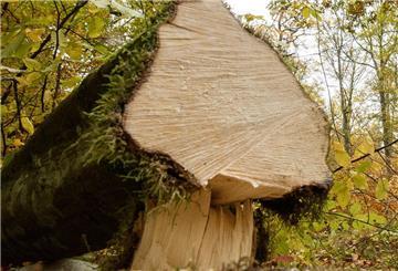 Eine gefällte Buche liegt im Wald