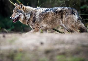 In Steinau ist ein Schaf gerissen worden. Der Tierhalter will einen Wolf am toten Tier gesehen haben.