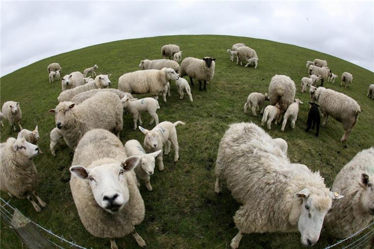 In die Kehlen gebissen: Acht Schafe verenden in Steinau In Steinau wurden acht Schafe (Symbolfoto) verendet aufgefunden.