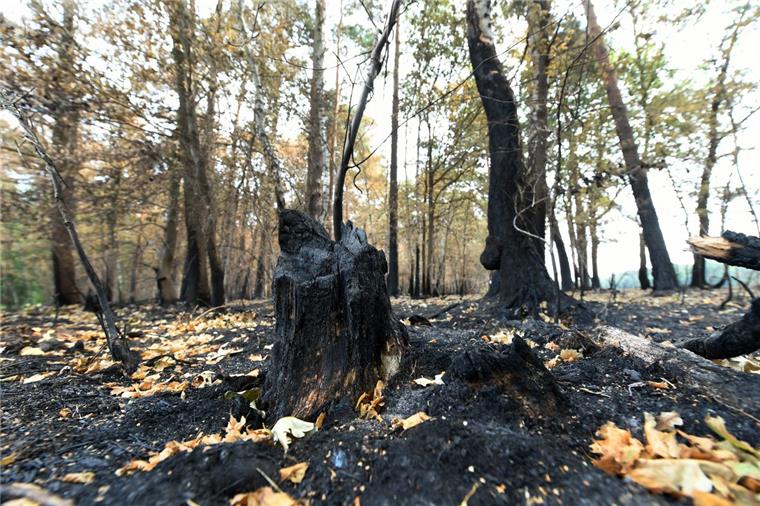 Waldbrandgefahr in Niedersachsen auf höchster Stufe In Teilen Niedersachsens hat es schon verheerende Waldbrände gegeben.