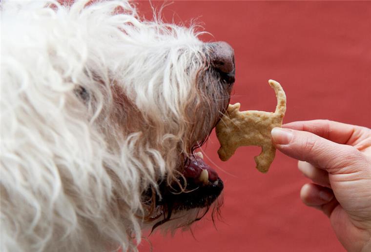 Kritischer Gesundheitszustand macht Hündin auf Google-Maps berühmt Ein Hund bekommt einen Leckerli.