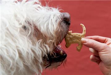 Ein Hund bekommt einen Leckerli. 