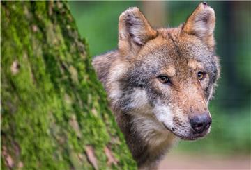 In Uetze bei Hannover hat es eine Wolfsattacke gegeben.