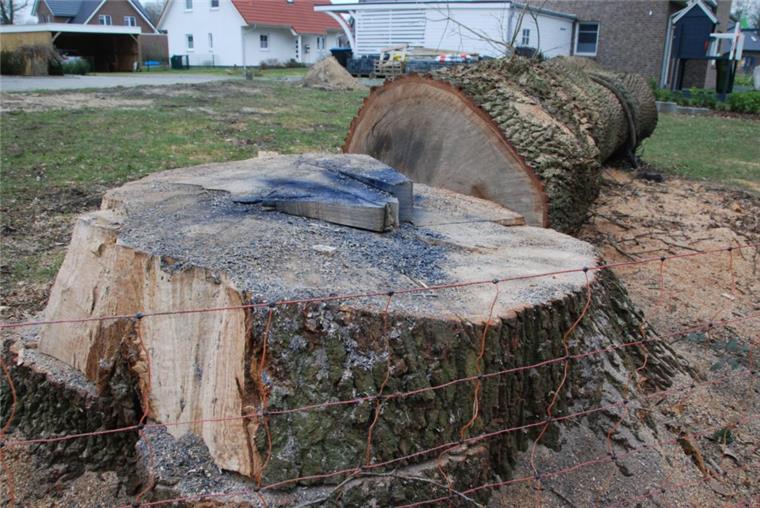 200 Jahre alte Eiche in Wehdel gefällt In Wehdel ist eine 200 Jahre alte Eiche gefällt worden. Das löste Kritik aus. Bürgermeister Wirth verteidigt die aber.