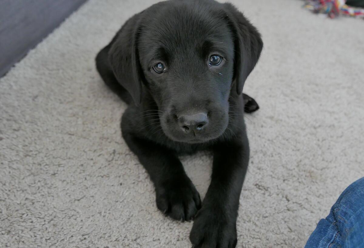 Ein Labrador-Welpe schaut in die Kamera.