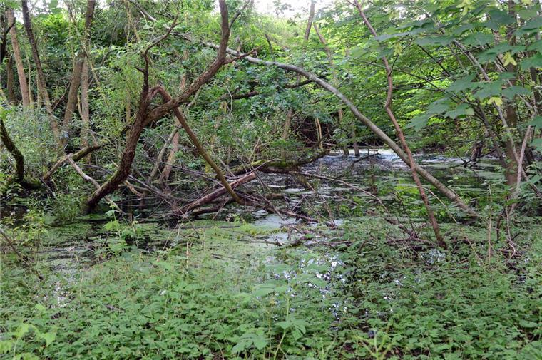 Zusammengefasst! Das war der Mittwoch im nord24-Land In Wulsdorf steigt das Grundwasser - das besorgt die Bürger im Stadtteil.