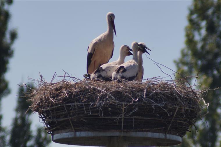 Rekordjahr: Zahl der Störche im Cuxland wächst erneut In zehn Metern Höhe zieht ein Storchenpaar in Appeln drei Jungtiere groß. Das Nest steht im Garten von Ewald Krause.