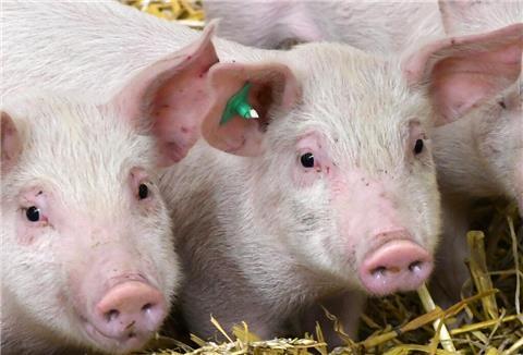 Junge Schweine in ihrem Gehege