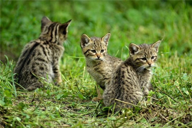 Wildkatzen breiten sich in Niedersachsen weiter aus Insbesondere junge Wildkatzen sehen Hauskatzen zum Verwechseln ähnlich. Der Bestand der Tiere steigt in Niedersachsen.