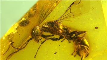 Insektenforscher haben eine bislang unbekannte Wespenart in einem 100 Millionen Jahre altem Bernstein entdeckt.