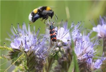 Eine Hummel und ein Käfer sitzen auf einer Blume.