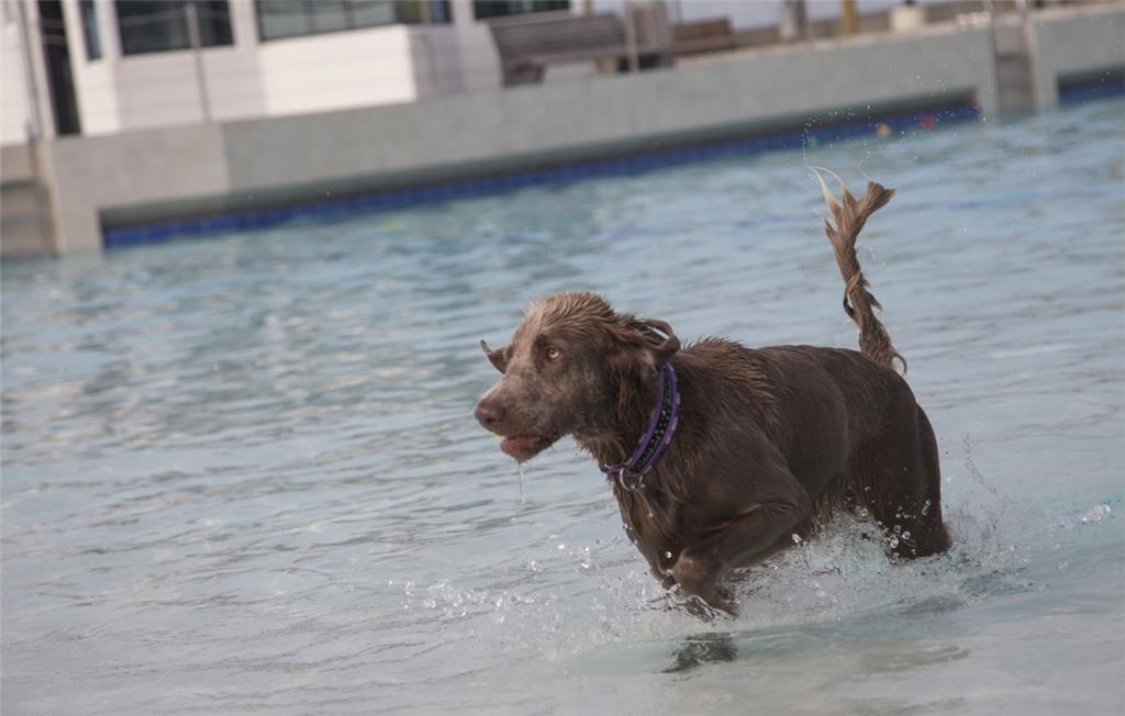 Insgesamt 130 Hunde begrüßten die Mitarbeiter beim ersten Hund-im-Freibad-Tag in...