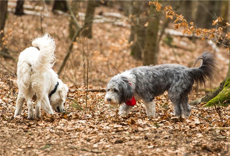 Schwanzwedeln beim Hund nicht immer Freude Interpretationsspielraum: Auch Rasse und Wesen eines Hundes können die Art und Weise, wie er seine Rute bewegt, beeinflussen.