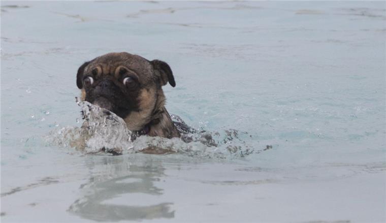 Spadener See: Hundestrand bleibt erhalten Investor verspricht: Der Badespaß für Hunde am Spadener See geht weiter.
