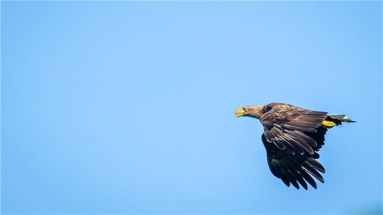Immer mehr Seeadler in Niedersachsen Inzwischen siedeln sich immer mehr Seeadler in Niedersachsen an.